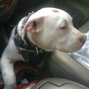 Meet your Posher, Roxan